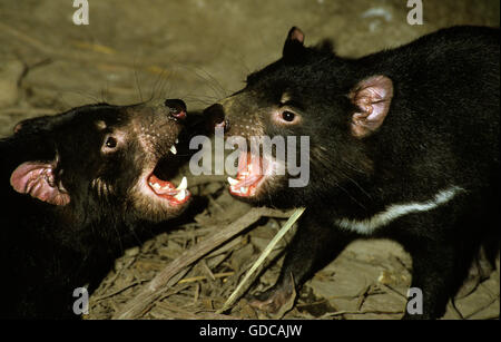 BEUTELTEUFEL Sarcophilus Harrisi, Erwachsene kämpfen, Australien Stockfoto