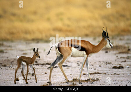 SPRINGBOK Antidorcas Marsupialis, weibliche mit YOUNG Stockfoto