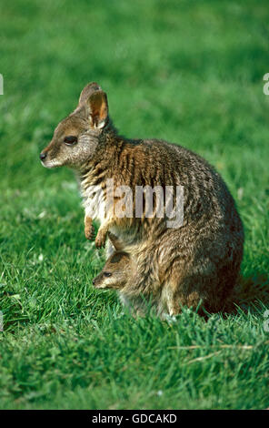 PARMA WALLABY Macropus Parma, weibliche mit JOEY IN POUCH, Australien Stockfoto