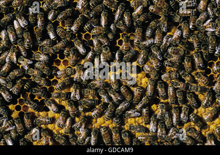 Honigbiene, apis Mellifera, Arbeiter, die auf der Suche nach Larven auf Brut Kamm, Bee Hive in der Normandie Stockfoto