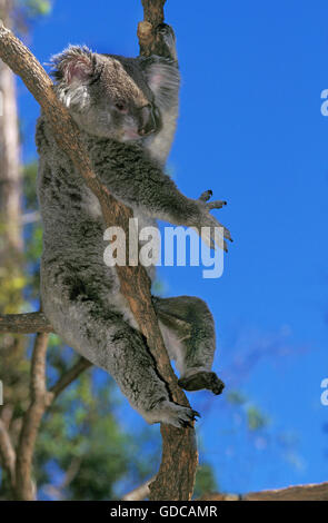 Koala, Phascolarctos Cinereus, Erwachsenen sitzen auf Zweig, Australien Stockfoto