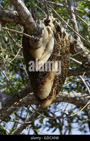 Wilder Bienenschwarm hängen vom Zweig, Los Lianos in Venezuela Stockfoto