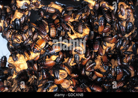 Madagaskar riesige Zischen Kakerlake, Gromphadorhina portentosa Stockfoto