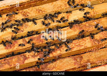 Honigbiene, apis Mellifera, Arbeiter, die auf der Suche nach Larven auf Brut Kamm, Bee Hive in der Normandie Stockfoto