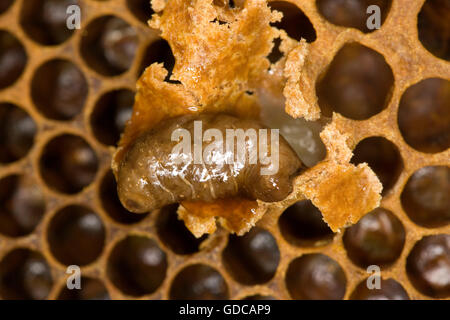 Honigbiene, apis Mellifera, Larven auf Brut Kamm, Bee Hive in der Normandie Stockfoto