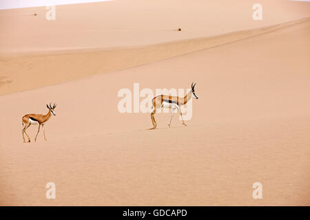 SPRINGBOK Antidorcas Marsupialis IN NAMIBIA Stockfoto