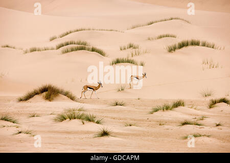 Springbock, Antidorcas Marsupialis, Erwachsene gehen auf Sand, Namib-Wüste in Namibia Stockfoto