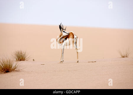 SPRINGBOK Antidorcas Marsupialis IN NAMIBIA Stockfoto