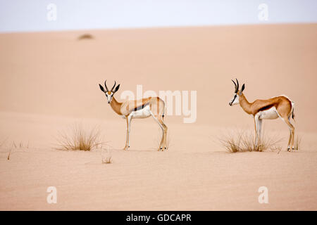 Springbock, Antidorcas Marsupialis, Erwachsene gehen auf Sand, Namib-Wüste in Namibia Stockfoto