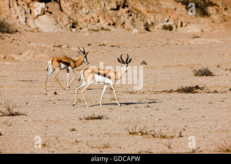 Springbock, Antidorcas Marsupialis, Erwachsene gehen in Namib Wüste in Namibia Stockfoto