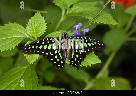 Tailed Jay Schmetterling Graphium Agamemnon, Erwachsene auf Blatt Stockfoto