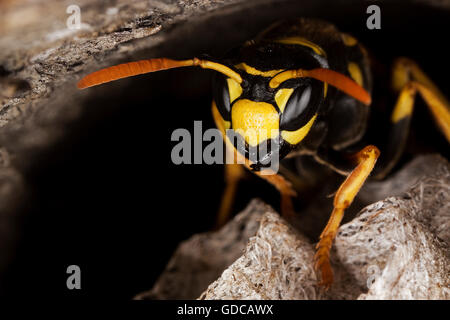 Gemeinsamen Wespe Vespula Vulgaris, Erwachsene auf Nest, Normandie Stockfoto