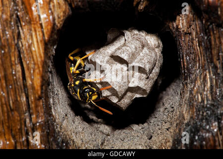 Gemeinsamen Wespe Vespula Vulgaris, Erwachsene auf Nest, Normandie Stockfoto