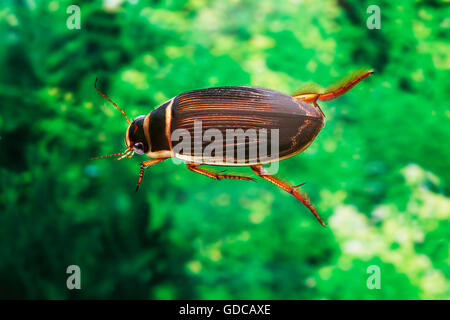 Großen Diving Beetle, Gelbrandkäfer Marginalis, Erwachsene im Wasser, Normandie Stockfoto