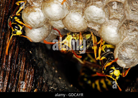 Gemeinsamen Wespe Vespula Vulgaris, Erwachsene auf Nest, Normandie Stockfoto