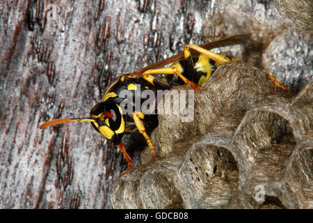 Gemeinsamen Wespe Vespula Vulgaris, Erwachsene auf Nest, Normandie Stockfoto