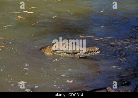 AUSTRALISCHE FRESWATER Krokodil Crocodylus Johnstoni, Leiter des Erwachsenen COMING OUT OF WATER, Australien Stockfoto