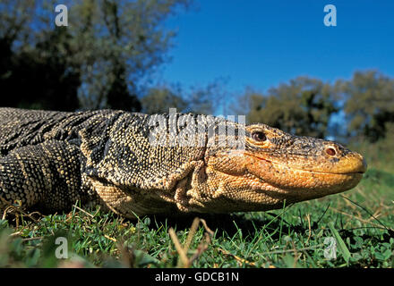 Wasser-Waran, Varanus Salvator, Nahaufnahme des Kopfes Stockfoto