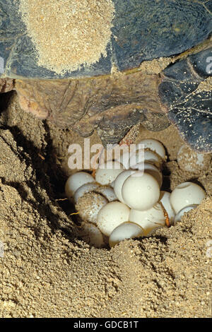 Green Turtle, Chelonia Mydas, Weiblich, die Eiablage am Strand, Malaysia Stockfoto