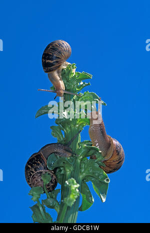 Braun Garten Schnecke Helix aspersa Stockfoto