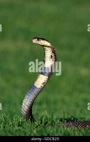 Indische Kobra, Naja Naja, Venemous Specy Stockfoto