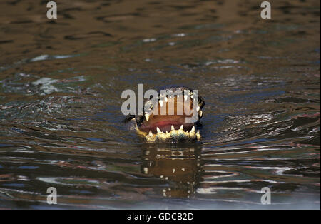 AMERIKANISCHER ALLIGATOR Alligator Mississipiensis, Erwachsene im Oberfläche mit offenem Mund, FLORIDA Stockfoto