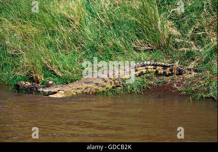 Nil-Krokodil Crocodylus Niloticus, Erwachsenen ENTERING RIVER, MASAI MARA PARK IN Kenia Stockfoto