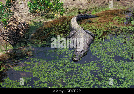 Amerikanischer Alligator Alligator Mississipiensis, Erwachsener betreten Sumpf Stockfoto
