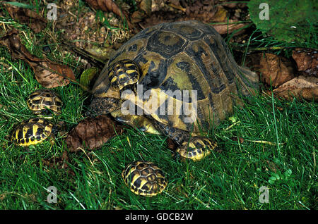 Hermanns die Schildkröten, Testudo Hermanni, Weibchen mit jungen Stockfoto