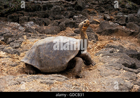 Galapagos-Riesenschildkröte, Geochelone Nigra, Erwachsener, Galapagos-Inseln Stockfoto