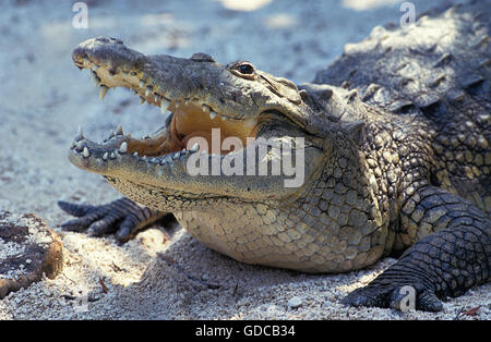 ZEICHNUNGSSAMMLUNG des KROKODILS Crocodilus Moreletii, Erwachsene mit offenem Mund, HONDURAS Stockfoto