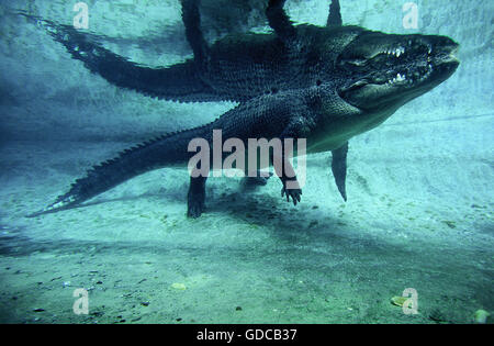 Australische Leistenkrokodil oder Leistenkrokodil, Crocodylus Porosus, Erwachsene im Wasser, Australien Stockfoto