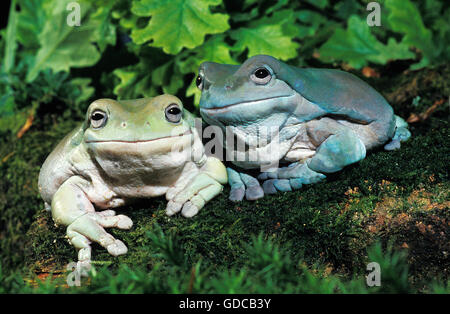 Whites Laubfrosch, Litoria Caerulea, Erwachsene Stockfoto