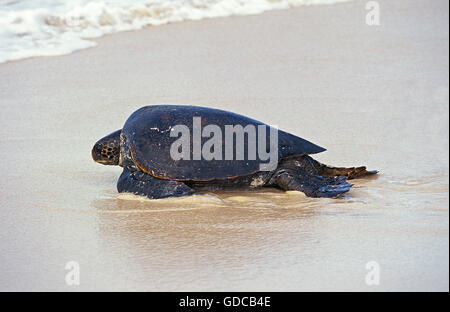 Green Sea Turtle, Chelonia Mydas, Frau am Strand gehen zum Meer nach Verlegung Eiern, Malaysia Stockfoto