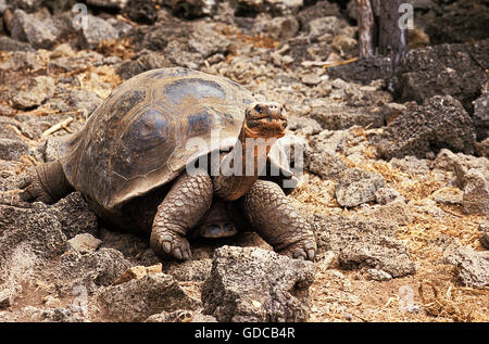 Galapagos Riesenschildkröte Geochelone Nigra, Erwachsene auf Felsen, Galapagos-Inseln Stockfoto