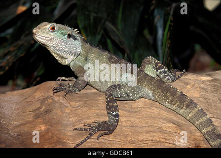 Australischer Wasserdrache, Physignathus lesueurii Stockfoto