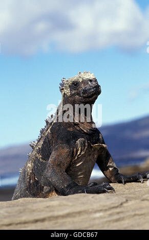 GALAPAGOS Meer IGUANA Amblyrhynchus Cristatus, ADULT ON ROCK, GALAPAGOS Stockfoto