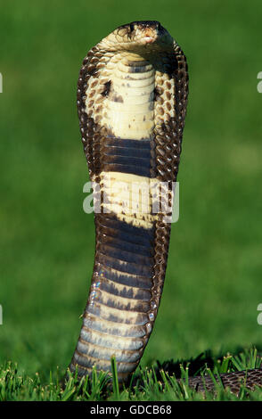 Indische Kobra, Naja Naja, Erwachsenen in Abwehrhaltung Stockfoto