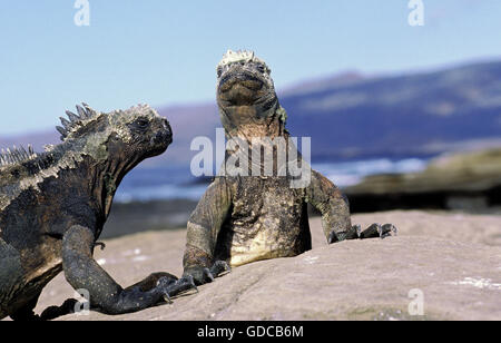 Galapagos Meer Iguana, Amblyrhynchus Cristatus, Erwachsene auf Felsen Stockfoto