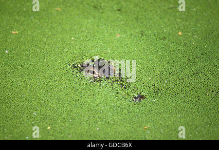 Amerikanischer Alligator, Alligator Mississipiensis Kopf getarnt unter wurden Stockfoto