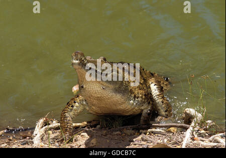 AUSTRALISCHE FRESWATER Krokodil Crocodylus Johnstoni, Erwachsenen entstehen aus Wasser, Australien Stockfoto