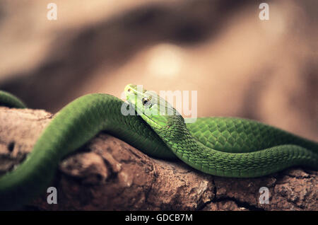 GREEN MAMBA Dendroaspis Angusticeps ON BRANCH Stockfoto