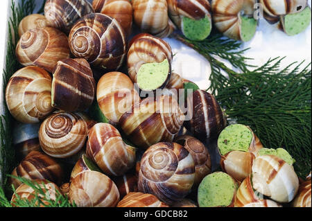 ROMAN SNAIL Helix Pomatia, Rezept mit Knoblauchbutter Stockfoto