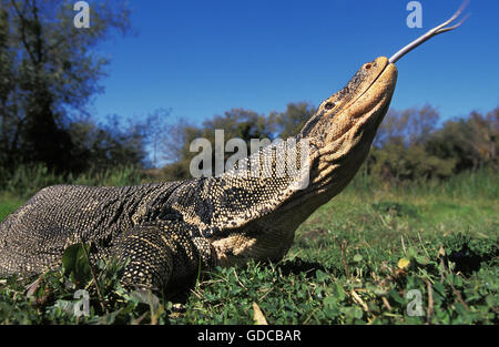 Wasser-Waran, Varanus Salvator, Erwachsene mit Zunge heraus Stockfoto