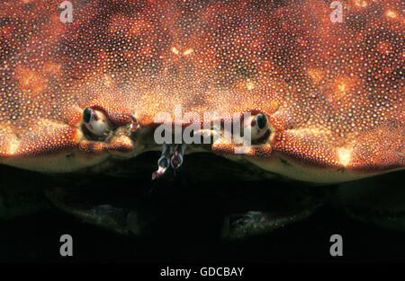 ESSBARE Krabbe Cancer Pagurus, close-up OF EYES Stockfoto