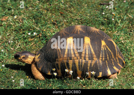 Madagaskar STRAHLTE TURTOISE Geochelone radiata Stockfoto