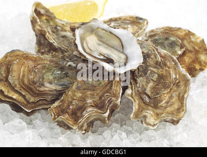 Französische Austern genannt Marennes d'Oleron, Ostrea Edulis Seafoods auf Eis Stockfoto