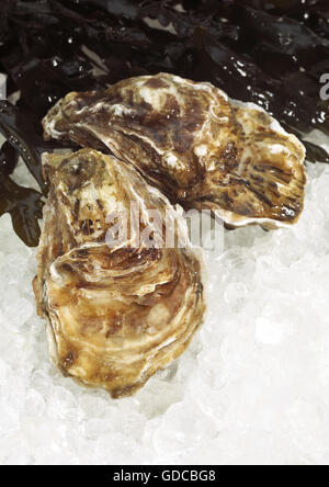 Französische Austern genannt Marennes d'Oleron, frische Meeresfrüchte auf Eis Stockfoto
