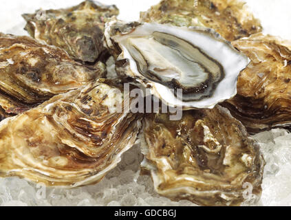 Französische Austern genannt Marennes d'Oleron, frische Meeresfrüchte auf Eis Stockfoto