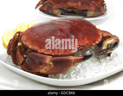 Frische essbare Krabben, Cancer Pagurus auf Eis Stockfoto